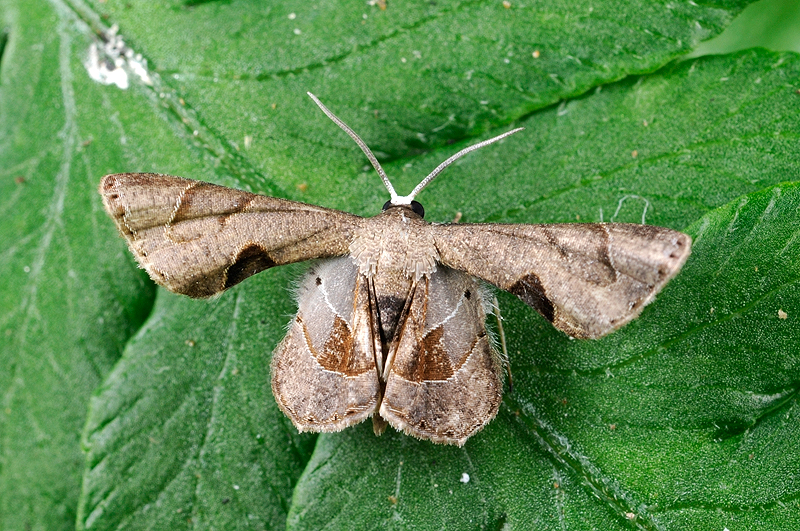 の正規 ｟昆虫標本｠Acherontia atropos その4 | polisa-click.co.il